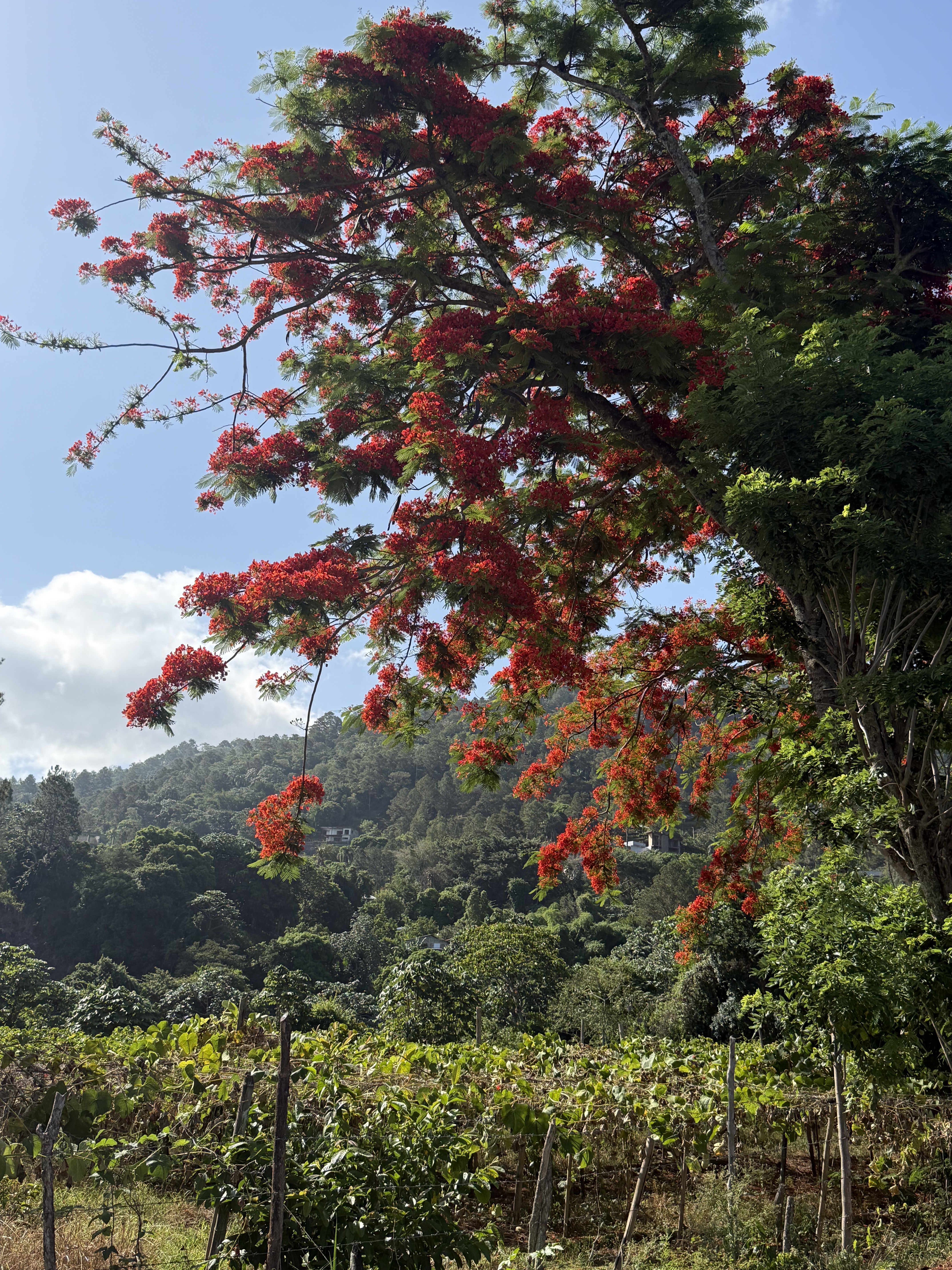 House in Las Terrenas
